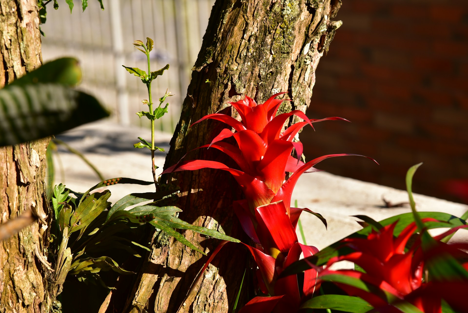 Tropisches Flair im Wohnzimmer: Bromelien richtig pflegen und vermehren