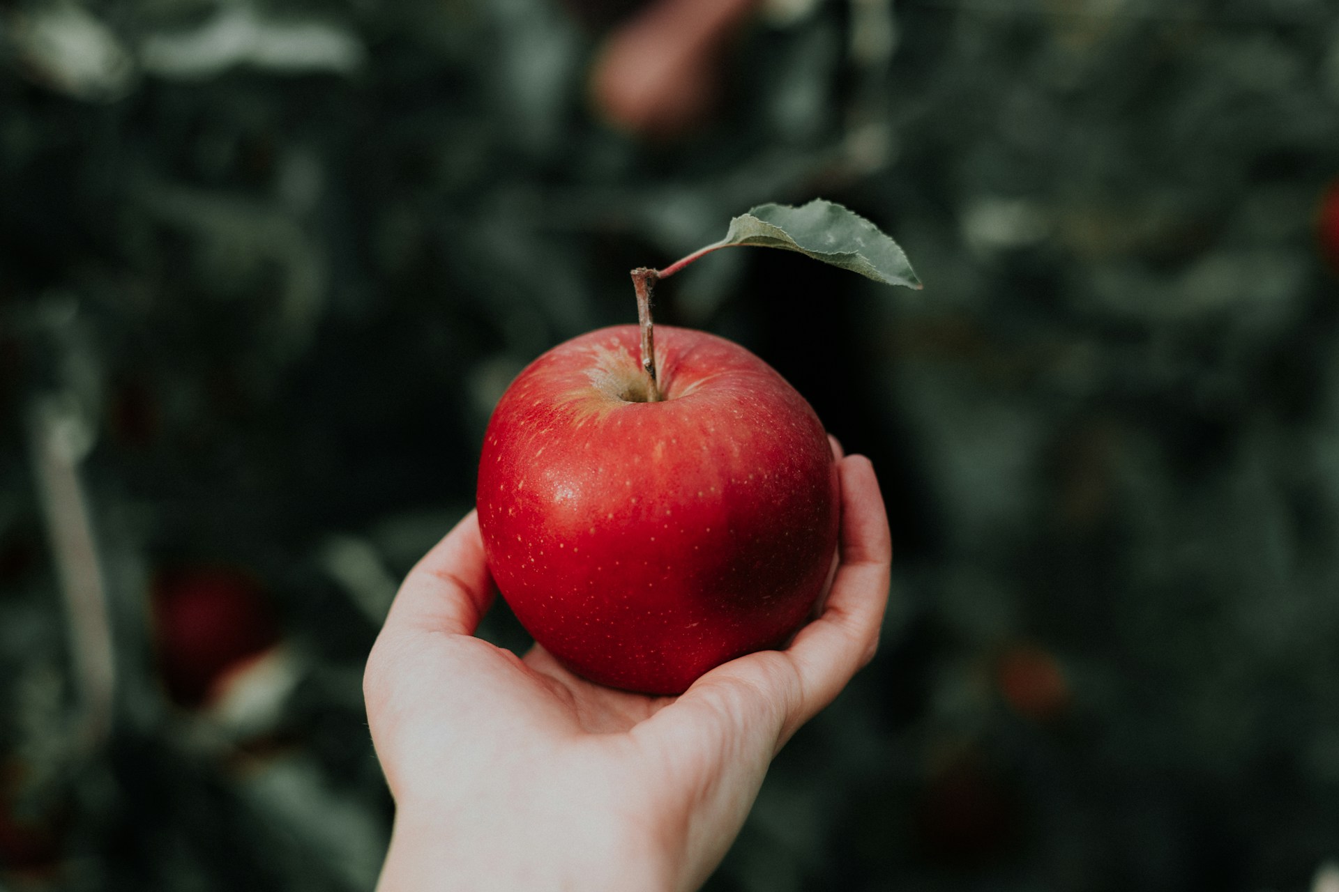 Der Apfel: Lokaler Gartenschatz und globaler Exportschlager