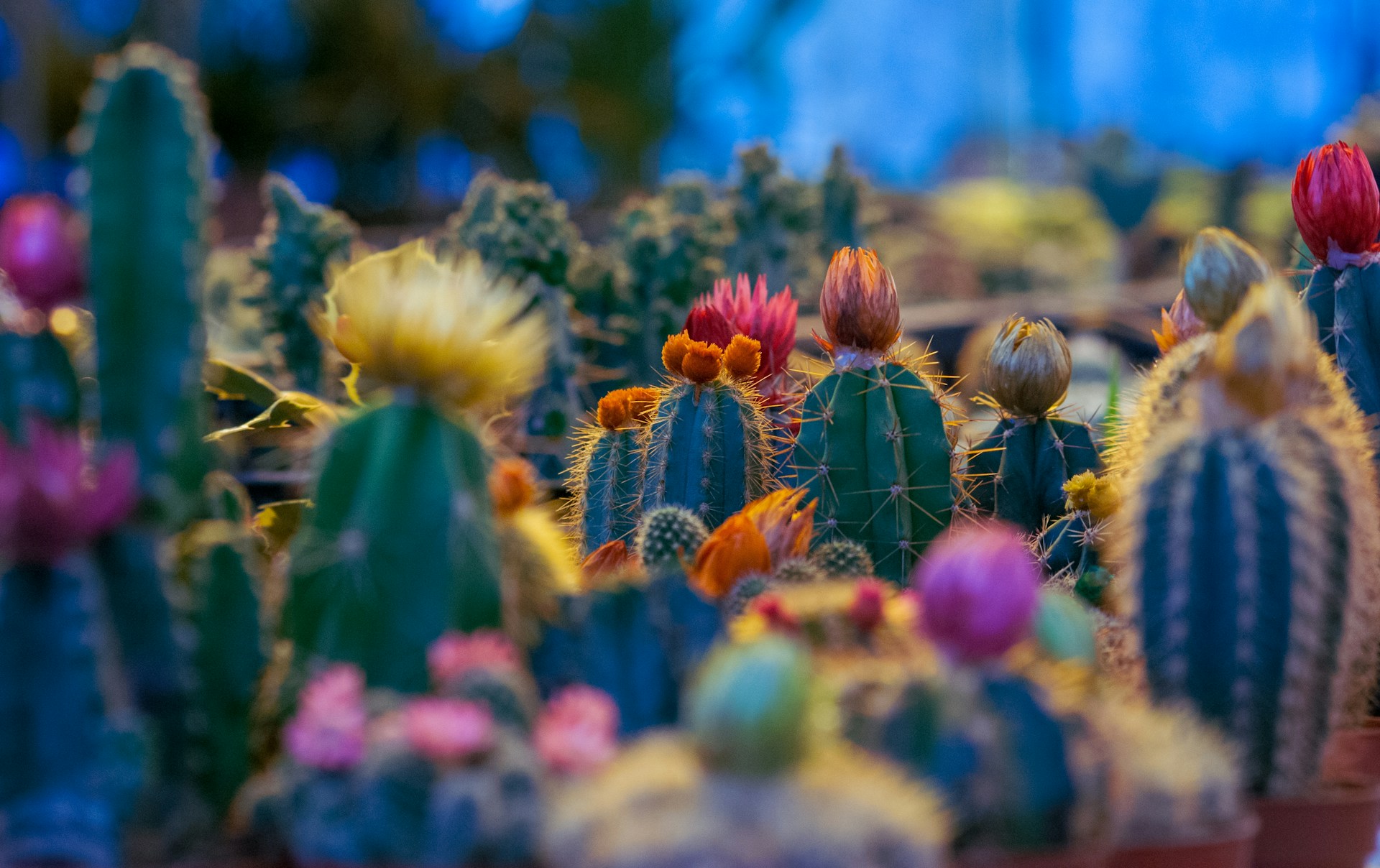 Von der Wüste auf die Fensterbank: So bringen Sie Ihre Kakteen zum Blühen